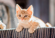 How to Manage Cat Claw Health